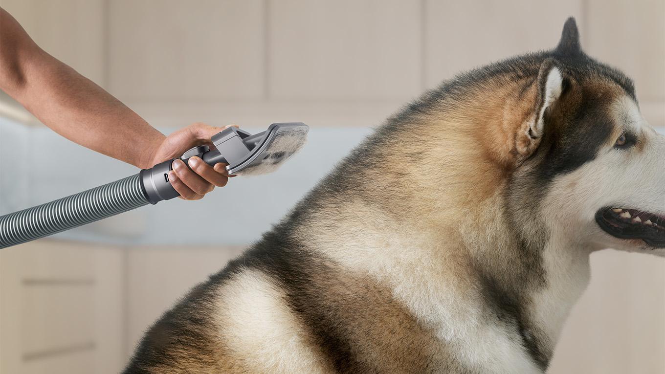 Dyson Pet grooming tool used to groom dog